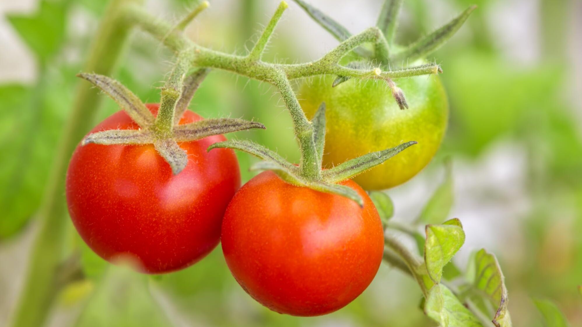 Tomato trellis