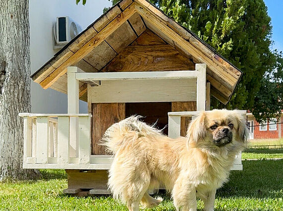 Hundehütte selber bauen