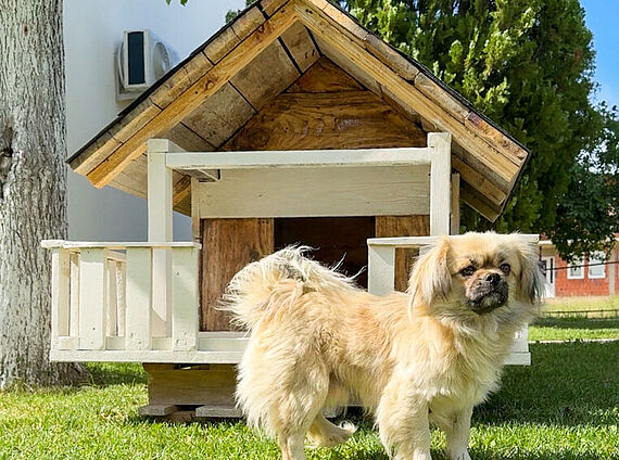 Construire soi-même une niche pour son chien