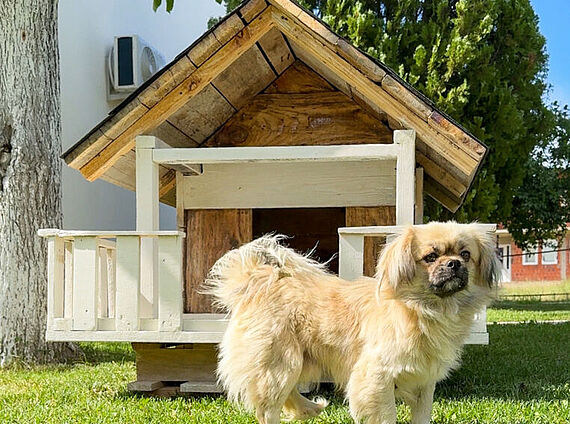 Build your own dog house