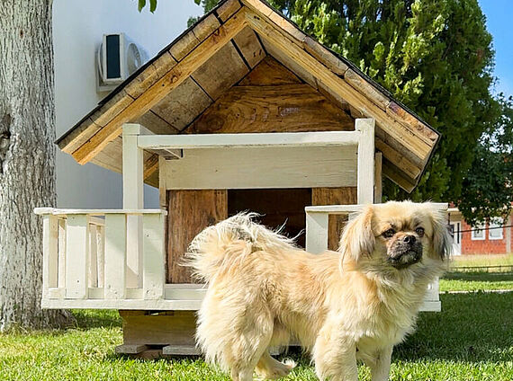 Hundehütte selber bauen